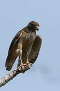 Roadside Hawk