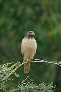 Roadside Hawk