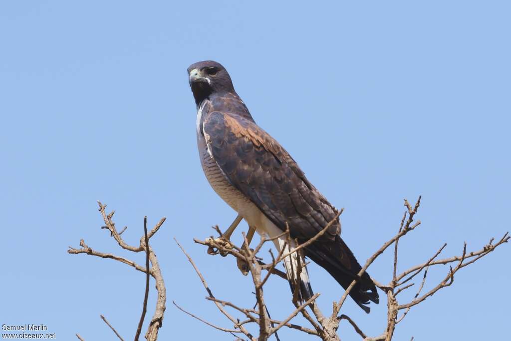 White-tailed Hawkadult, identification