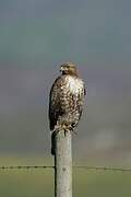 Red-tailed Hawk