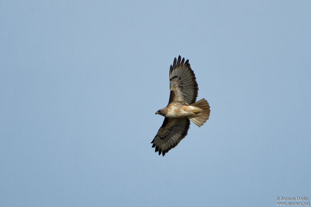 Red-tailed Hawkadult, Flight