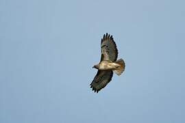 Red-tailed Hawk