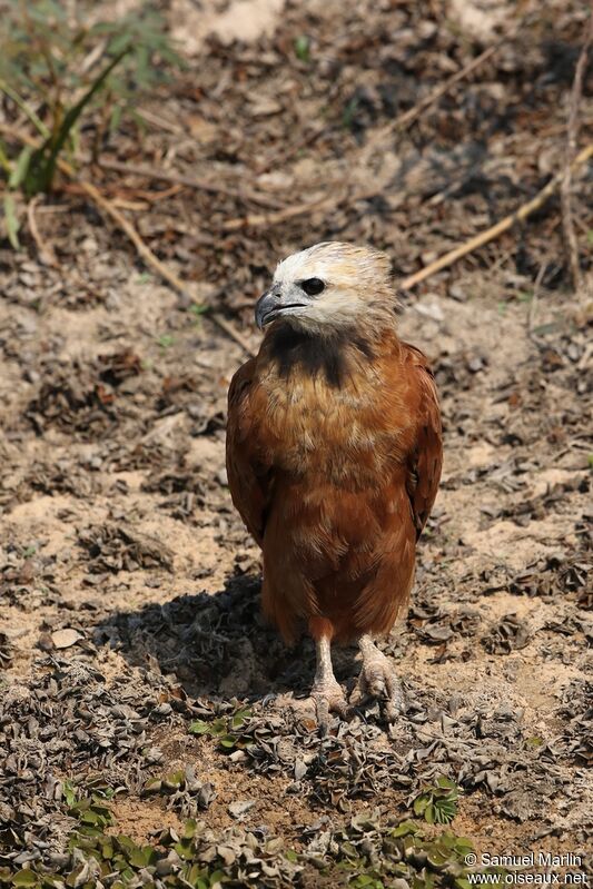 Black-collared Hawkadult