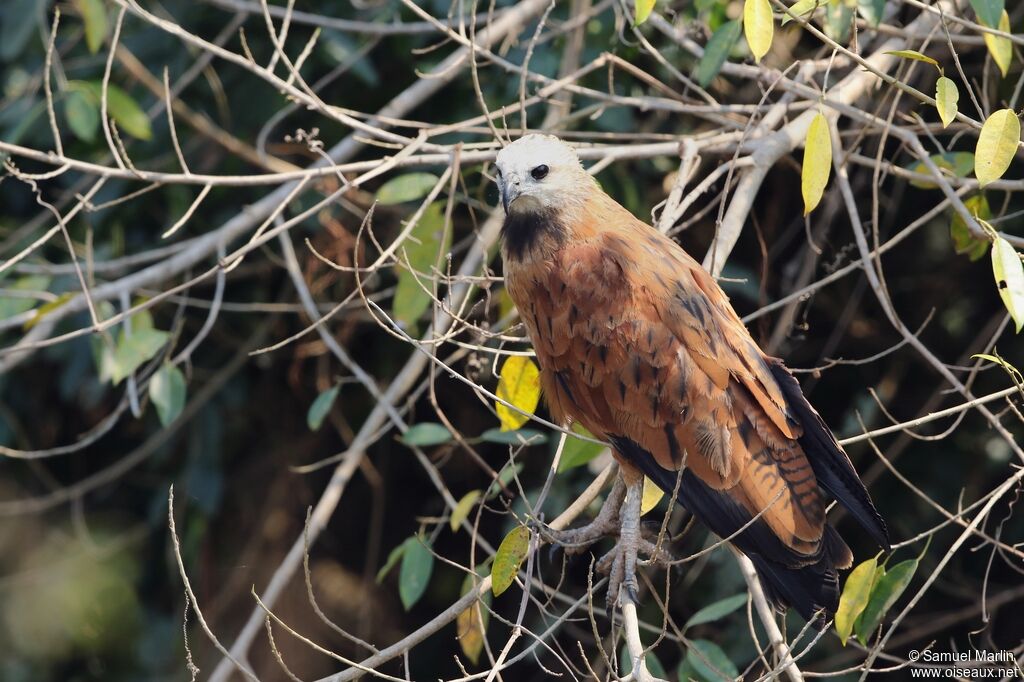 Black-collared Hawk