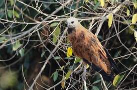 Black-collared Hawk