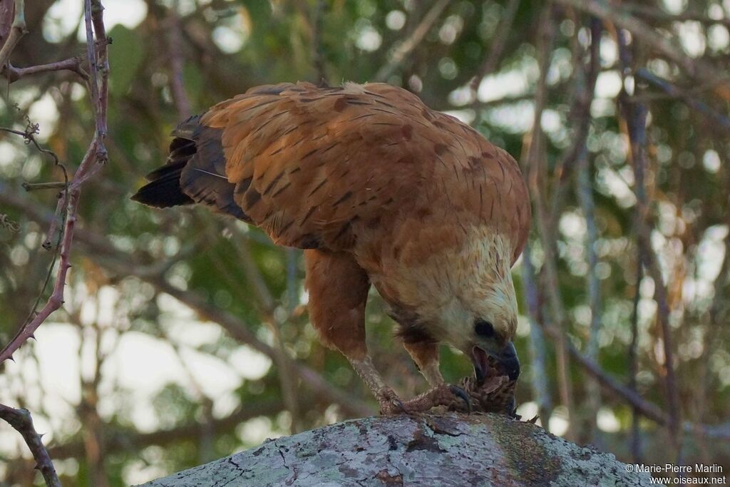 Black-collared Hawkadult, eats