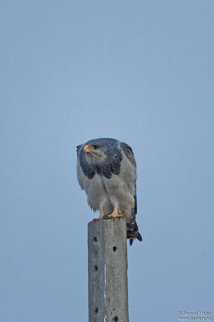 Black-chested Buzzard-Eagle male adult