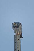 Black-chested Buzzard-Eagle