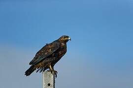 Black-chested Buzzard-Eagle