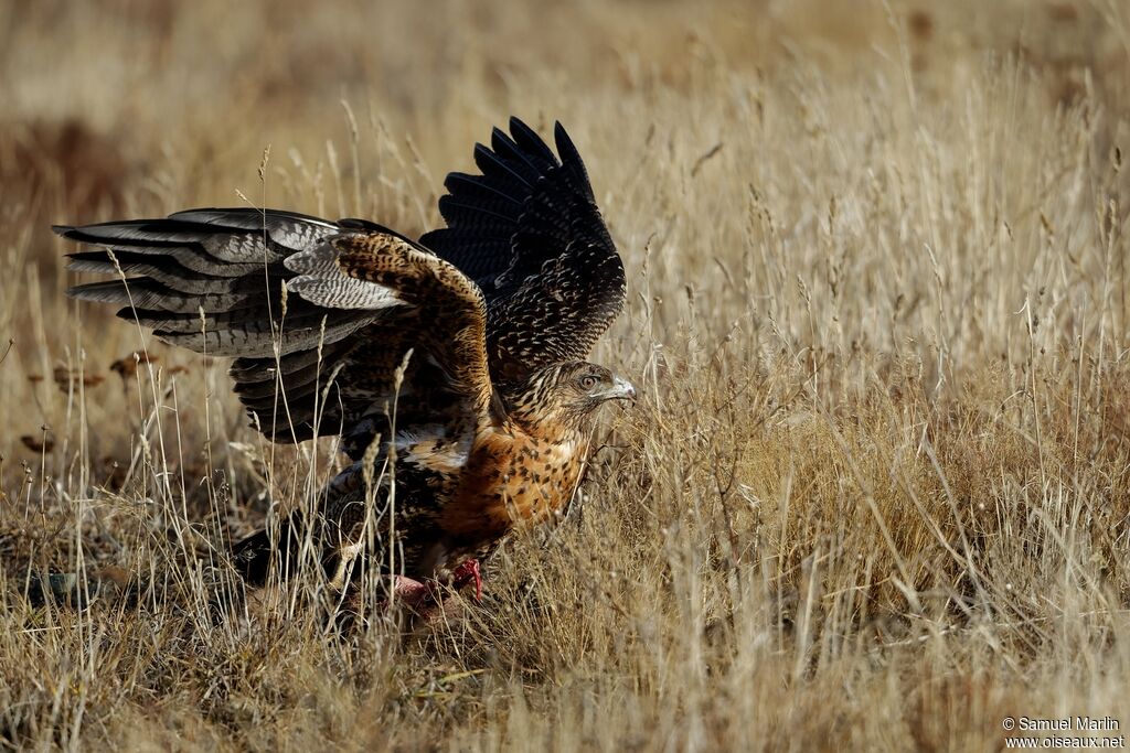 Black-chested Buzzard-Eaglesubadult, fishing/hunting