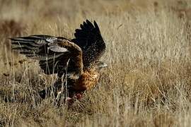 Black-chested Buzzard-Eagle