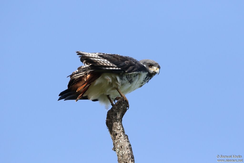 Augur Buzzard