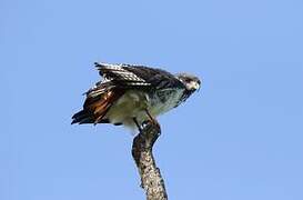 Augur Buzzard