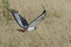 Augur Buzzard