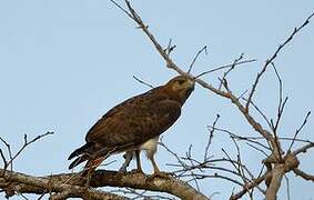 Red-necked Buzzard