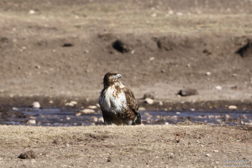 Upland Buzzardadult