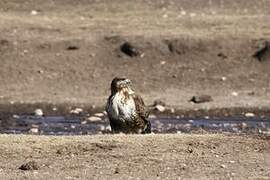 Upland Buzzard