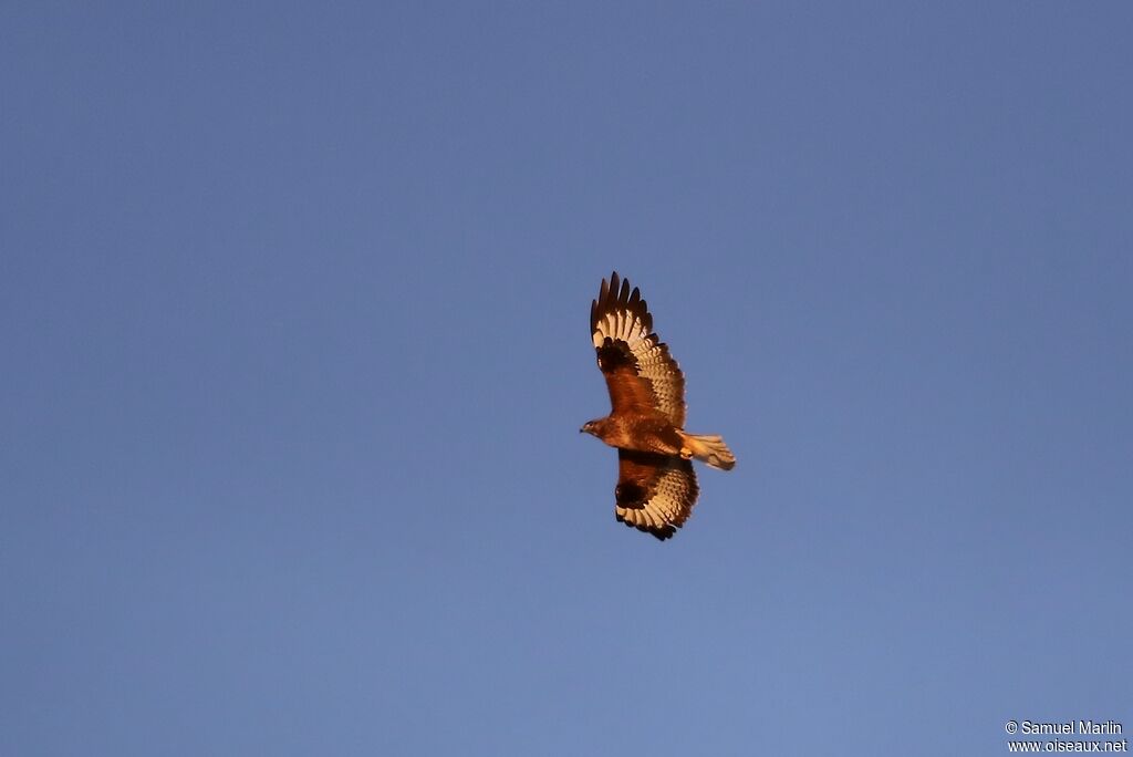 Upland Buzzardadult, Flight