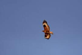 Upland Buzzard