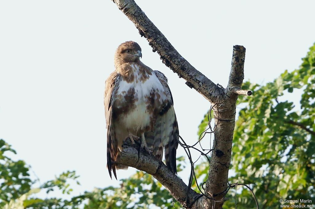 Madagascan Buzzardadult