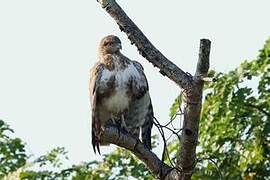 Madagascar Buzzard