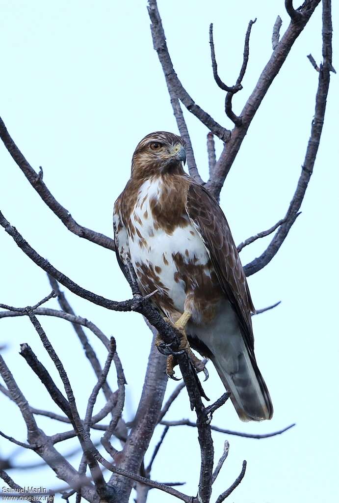 Madagascar Buzzardadult, Behaviour