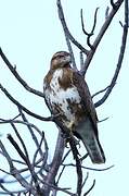 Madagascan Buzzard