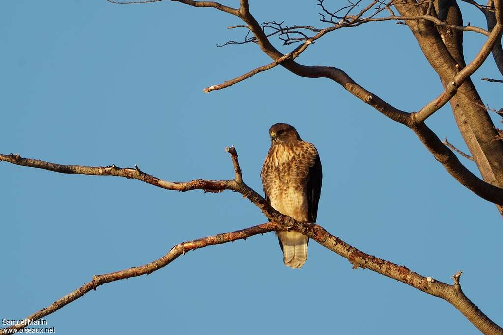 Rufous-tailed Hawkadult