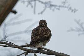 Rufous-tailed Hawk