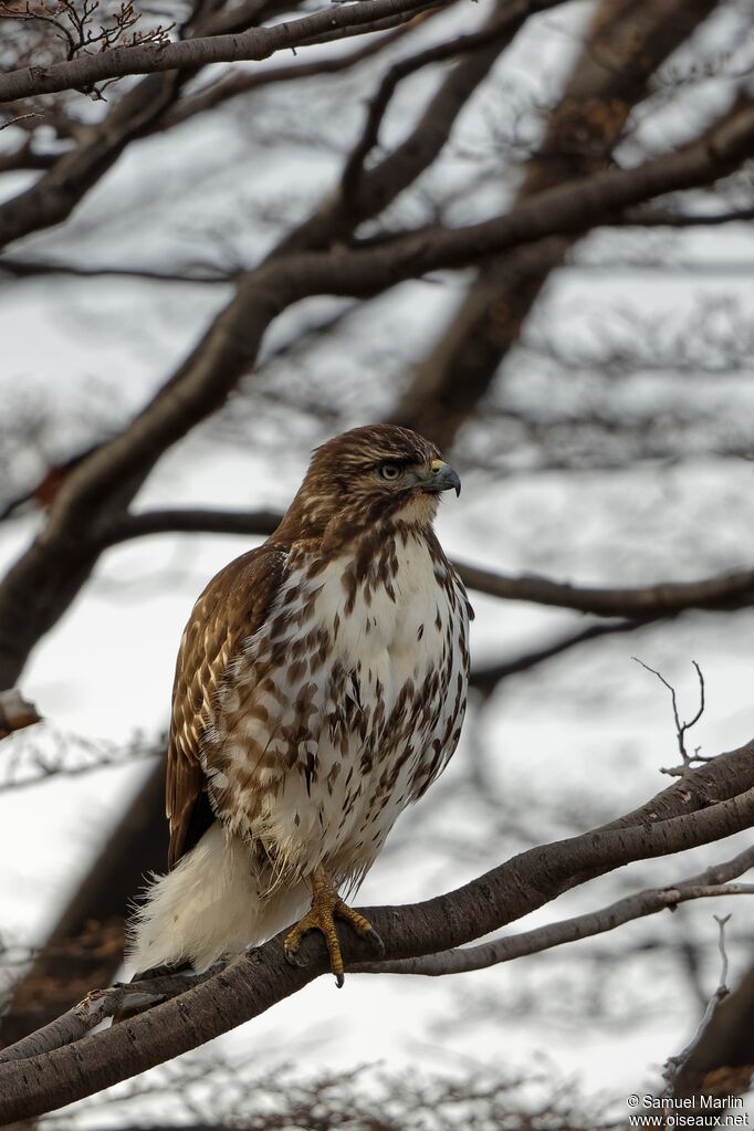 Rufous-tailed Hawkadult