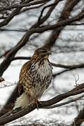 Rufous-tailed Hawk