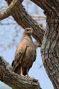 Savanna Hawk