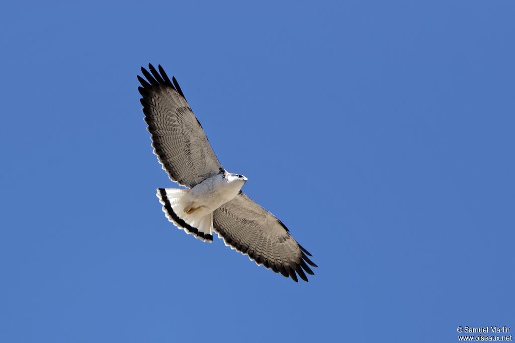 Variable Hawkadult, Flight