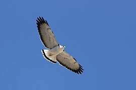 Variable Hawk