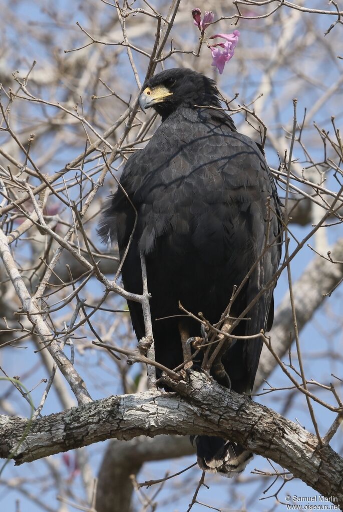 Great Black Hawkadult