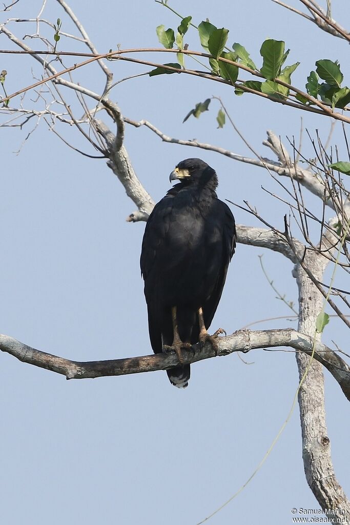 Great Black Hawkadult