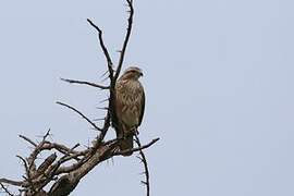 Buse variable