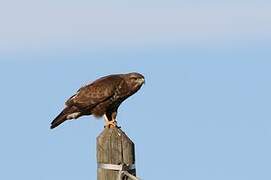 Common Buzzard