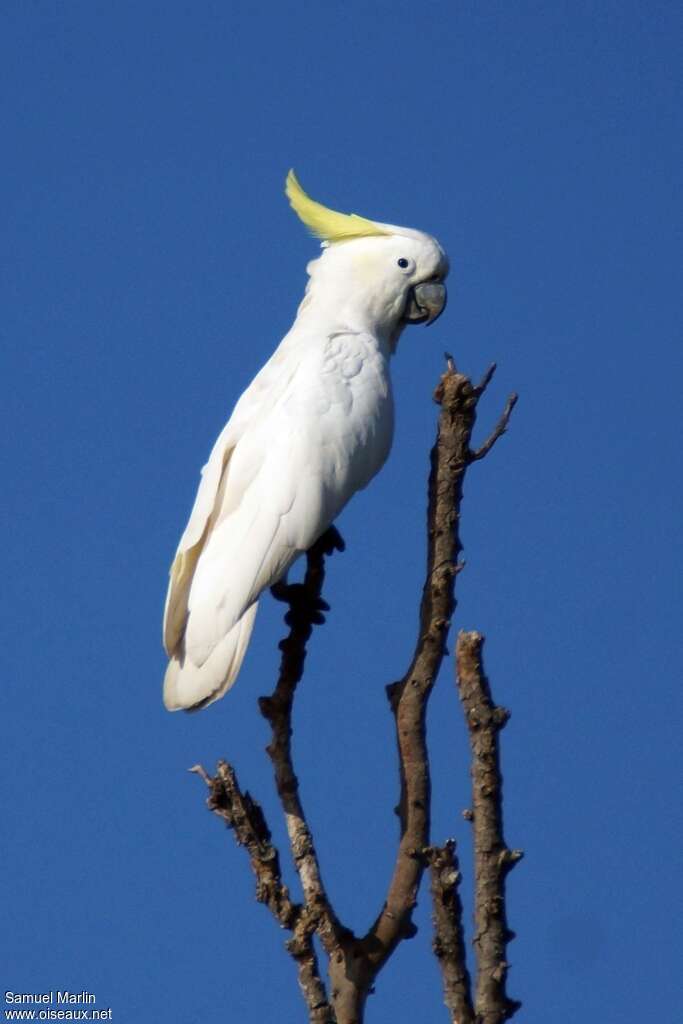 Sulphur-crested Cockatooadult, identification