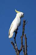 Sulphur-crested Cockatoo