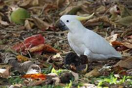 Sulphur-crested Cockatoo