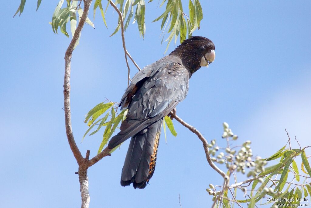 Red-tailed Black Cockatoo