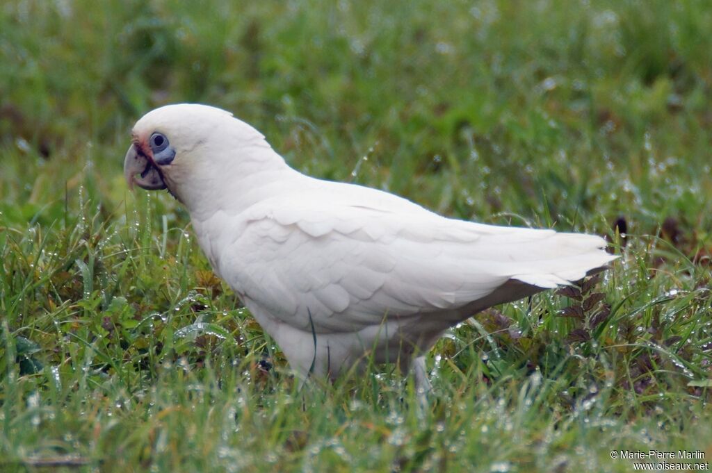 Cacatoès corella