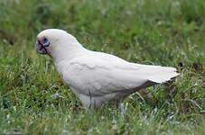 Cacatoès corella