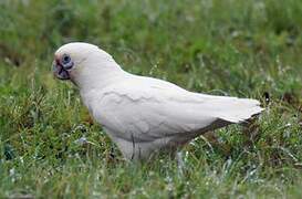 Little Corella