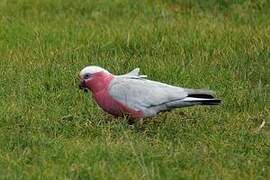 Galah