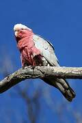 Galah