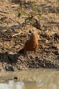 Grey-crested Cacholote