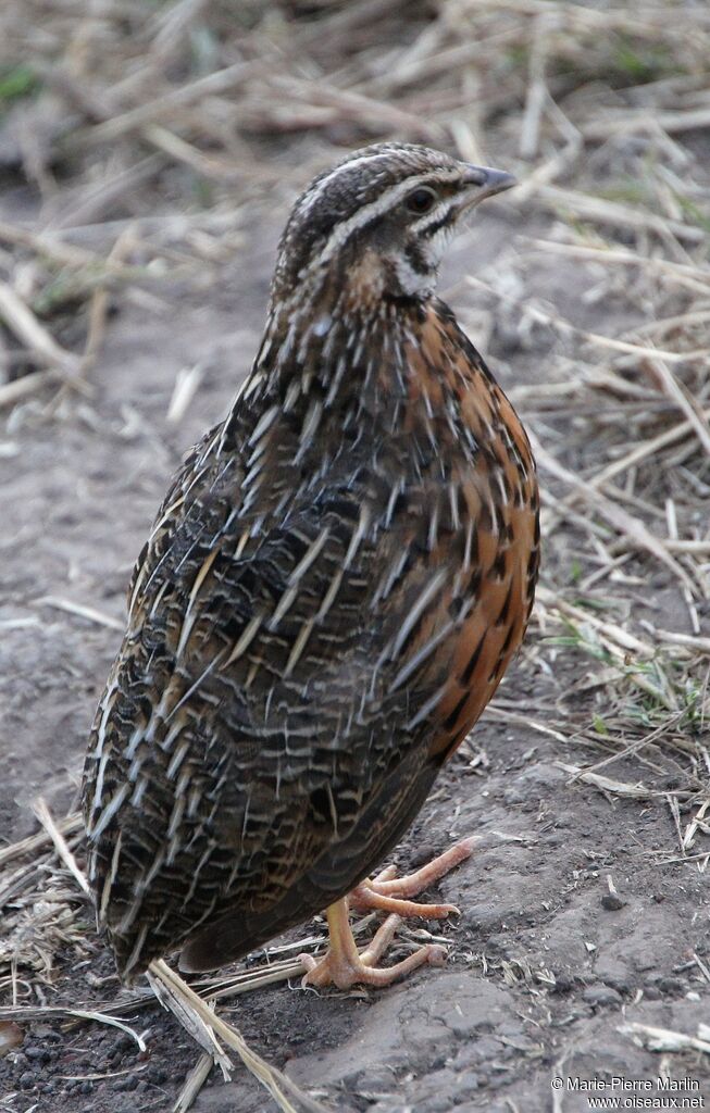 Harlequin Quail male adult