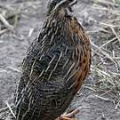 Caille arlequin